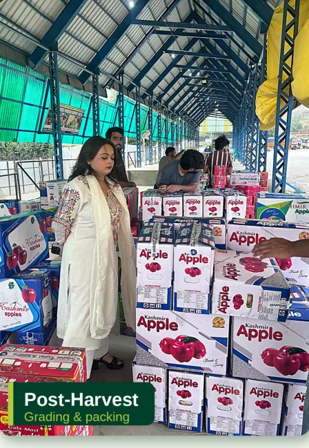 Post-harvest handling infrastructure and packaged fruits